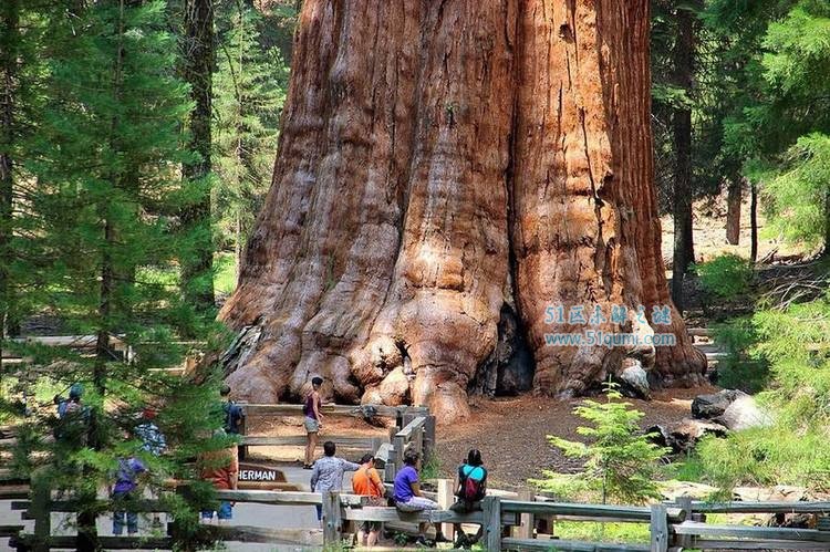 世界上最大的树是什么?雪曼将军树到底有多大?