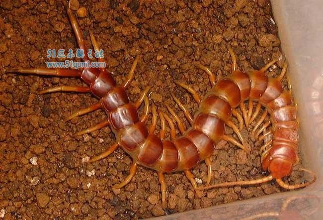 中国红巨龙蜈蚣是什么生物?中国红巨龙蜈蚣有毒吗?