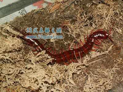 中国红巨龙蜈蚣是什么生物?中国红巨龙蜈蚣有毒吗?