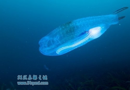 樽海鞘完全透明的海洋生物 樽海鞘能吃吗?