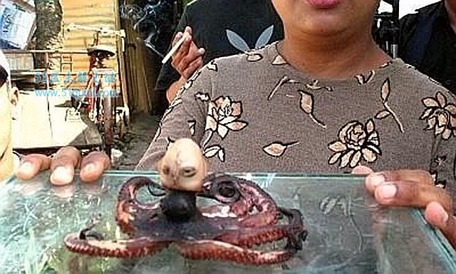 印尼章鱼人发出婴儿恐怖啼哭声 印尼章鱼人是真的吗?
