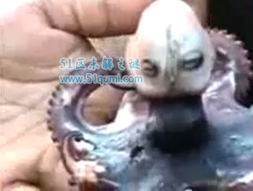 印尼章鱼人发出婴儿恐怖啼哭声 印尼章鱼人是真的吗?