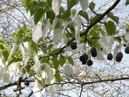 珙桐树:植物界的活化石 珙桐树什么时节才会开花?
