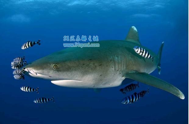白鳍鲨好养吗?白鳍鲨和黑鳍鲨有什么区别?