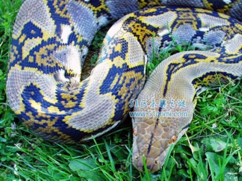 网纹蟒世界上最长的蛇 揭秘1995年网纹蟒吃人事件
