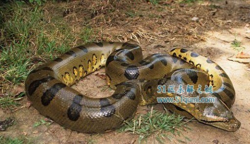 网纹蟒世界上最长的蛇 揭秘1995年网纹蟒吃人事件