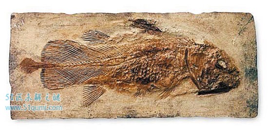 腔棘鱼:陆生脊椎动物的祖先 腔棘鱼灭绝了吗?
