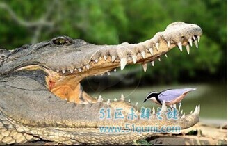 牙签鸟与鳄鱼的故事 牙签鸟为什么不会被鳄鱼吃掉?
