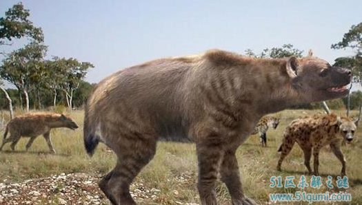 巨鬣狗:体长2.5米重达600斤 巨鬣狗VS剑齿虎谁更强?