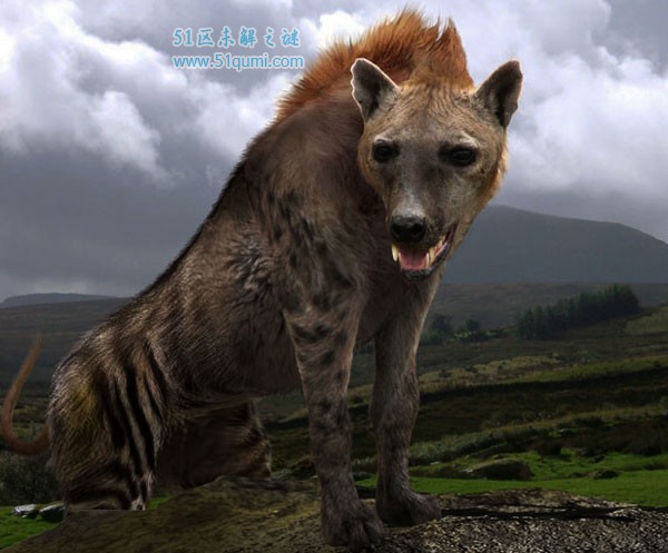 巨鬣狗:体长2.5米重达600斤 巨鬣狗VS剑齿虎谁更强?