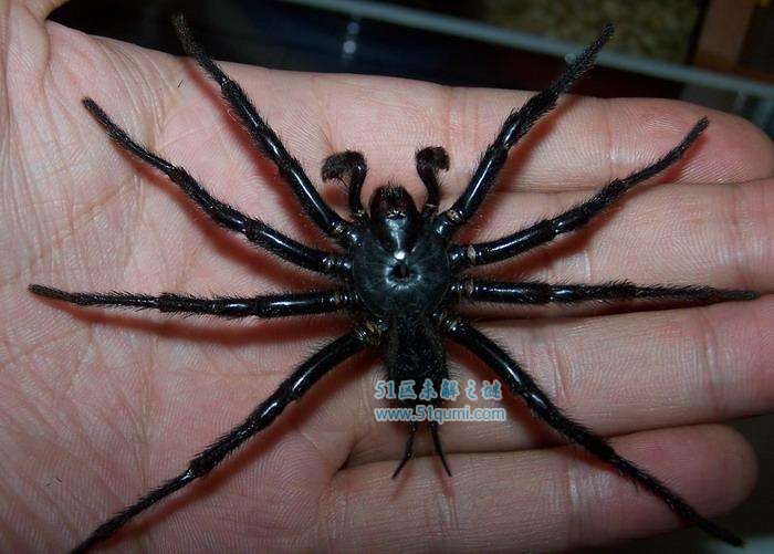 上户蜘蛛:台湾最大的剧毒蜘蛛 被上户蜘蛛咬了会死吗?