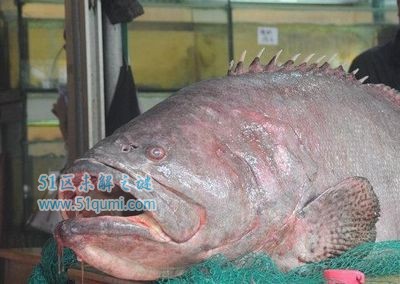 龙趸是什么鱼?马来西亚发现龙趸王重达400斤