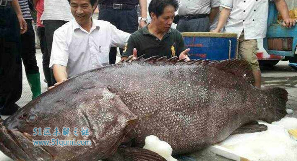龙趸是什么鱼?马来西亚发现龙趸王重达400斤