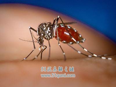 吸髓蚊专门吸食髓脑致人死亡 吸髓蚊真的存在吗?