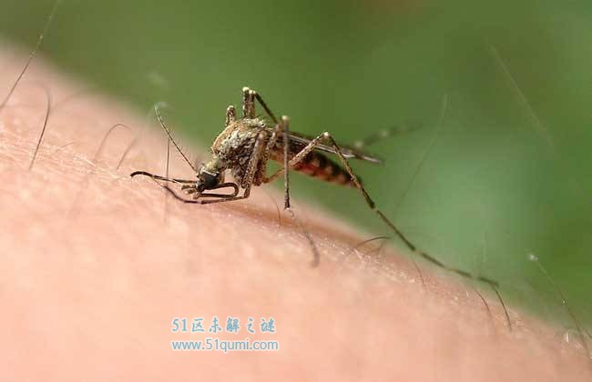 吸髓蚊专门吸食髓脑致人死亡 吸髓蚊真的存在吗?