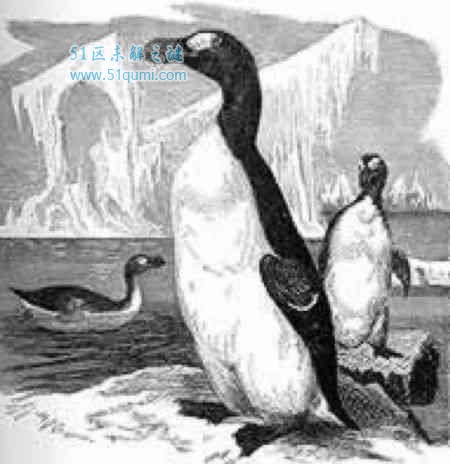 大海雀灭绝原因是什么?为什么和企鹅那么像?