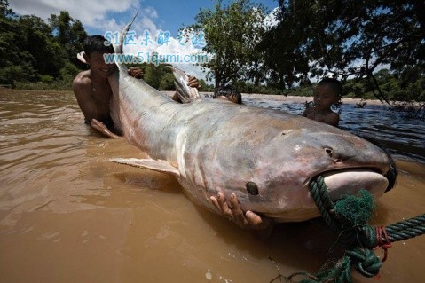 湄公河巨鲶体长3米重300公斤 湄公河巨鲶吃人是真的吗?