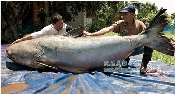 湄公河巨鲶体长3米重300公斤 湄公河巨鲶吃人是真的吗?
