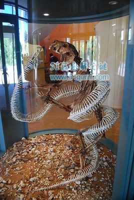 沃那比蛇:一种能吃恐龙的巨型蛇类 沃那比蛇VS泰坦蟒