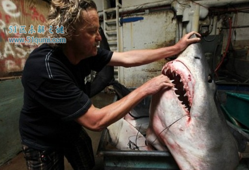灰鲭鲨是世界上游速最快的鲨鱼 世界最大灰鲭鲨被捕获