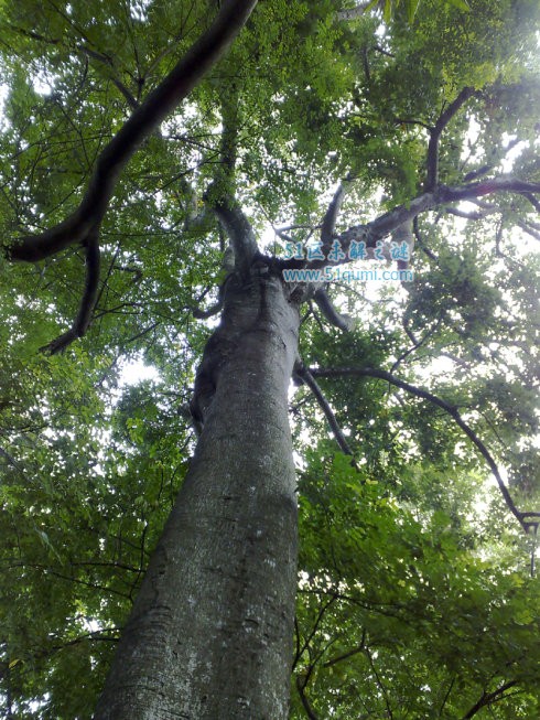毒箭木:世界上最毒的树 毒箭木毒性如何?有解药吗?