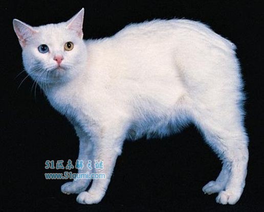 马恩岛猫:英国古老的无尾猫 马恩岛猫价格是多少钱?