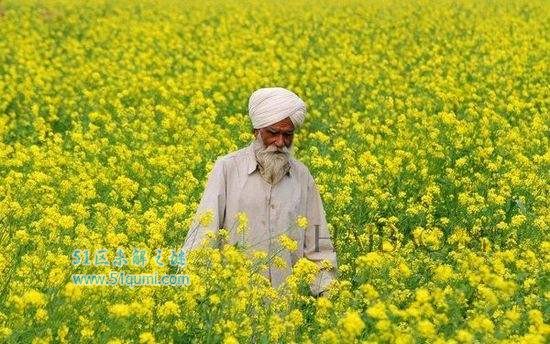 世界十大花海 青海门源油菜花美到令人窒息