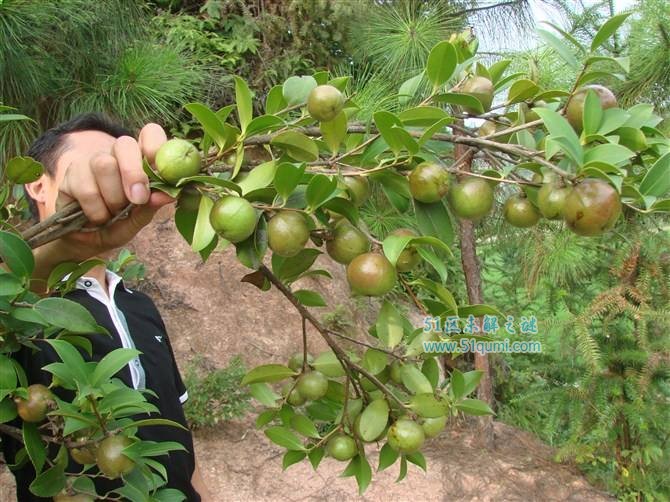 油茶树的种植技术 油茶树制成油茶喝多了好不好?