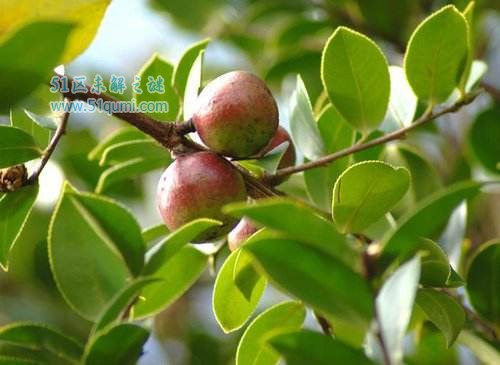 油茶树的种植技术 油茶树制成油茶喝多了好不好?