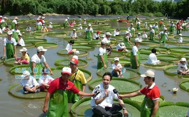 王莲:世界上最大的莲花 王莲可以坐多少斤的人?