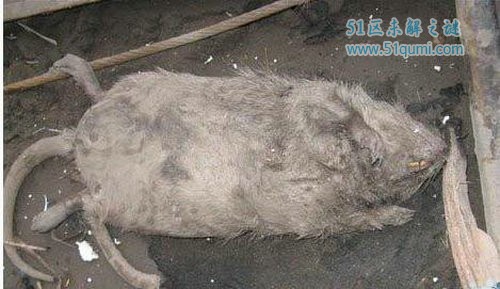 伊朗巨鼠体型比猫还要大 因核辐射变异是真的吗?