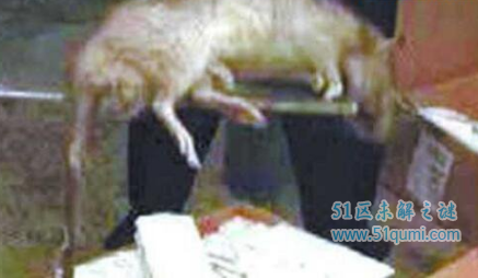 伊朗巨鼠体型比猫还要大 因核辐射变异是真的吗?