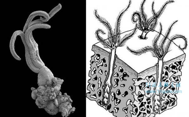 食骨蠕虫:恐怖的钻骨寄生动物 鲸鱼最大的杀手