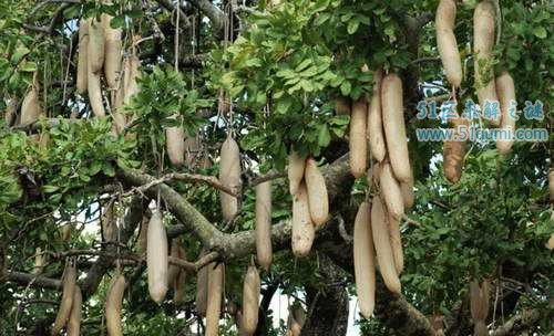 香肠树:树上挂满"香肠"的植物 果实既能吃又可以丰胸