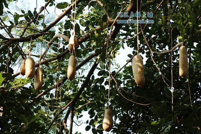 香肠树:树上挂满"香肠"的植物 果实既能吃又可以丰胸