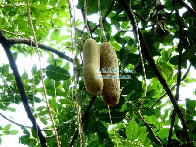 香肠树:树上挂满"香肠"的植物 果实既能吃又可以丰胸