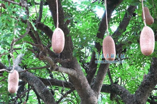 香肠树:树上挂满"香肠"的植物 果实既能吃又可以丰胸