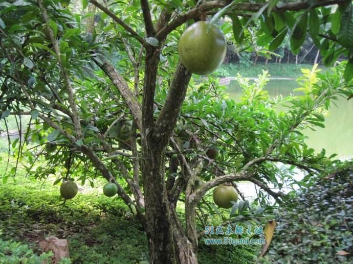 炮弹果的功效与作用 西印度群岛用它来祭祀