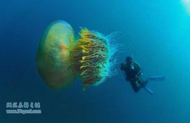 野村水母:伞状3米体重200公斤 9人曾命丧于毒触手