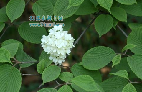 石楠花:史上最污的花朵 花香酷似男性精液的味道