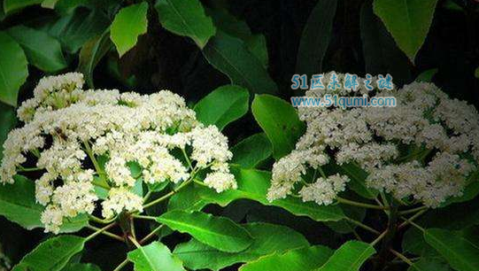 石楠花:史上最污的花朵 花香酷似男性精液的味道