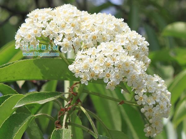 石楠花:史上最污的花朵 花香酷似男性精液的味道