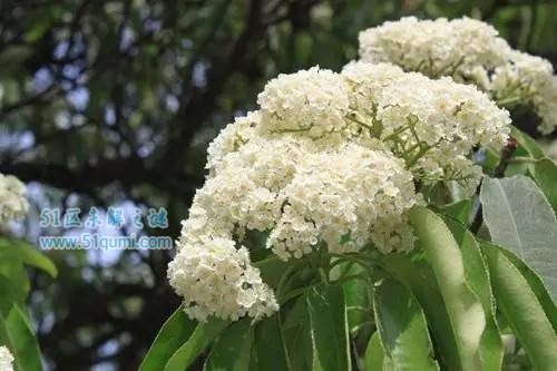 石楠花:史上最污的花朵 花香酷似男性精液的味道