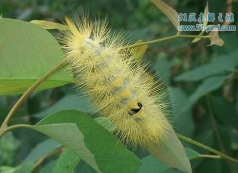 恐怖虫:很丑很温柔的生物 被证实是1.65亿年前的蚊子