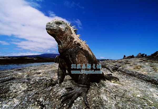 海蜥蜴:怪兽哥斯拉的原型 性情温顺还会假死技能