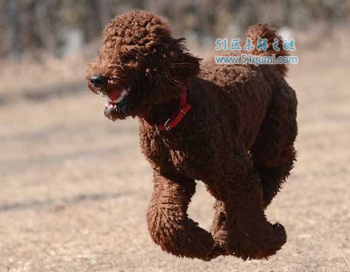 世界十大名犬排行榜 中国藏獒仅仅只有第九名
