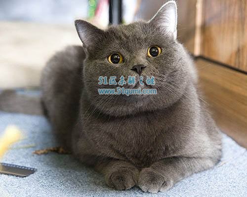 世界上最贵的猫排行榜 阿什拉猫售价61万人民币