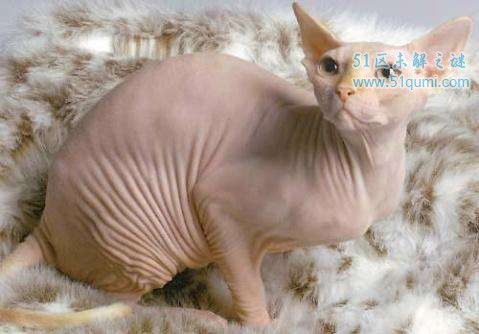 世界上最贵的猫排行榜 阿什拉猫售价61万人民币