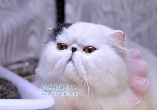 世界上最贵的猫排行榜 阿什拉猫售价61万人民币