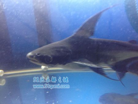 虎头鲨:似鲨非鲨的鱼类 一条多少钱?能和其他鱼混养吗?